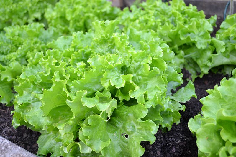 Batavia Lettuce