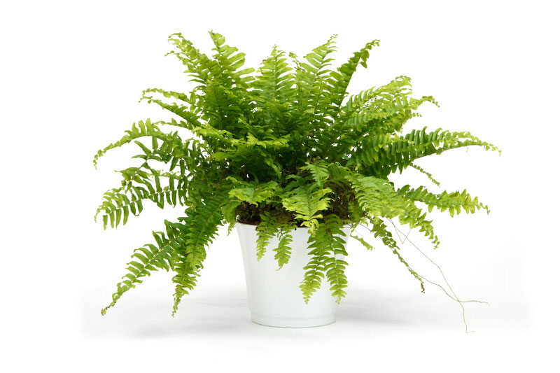 Boston Fern