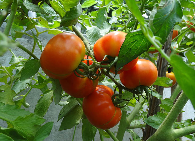 Early Girl Tomato