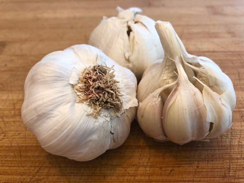 Garlic