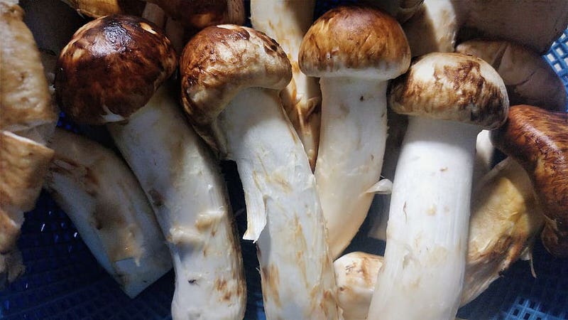 Matsutak Mushrooms