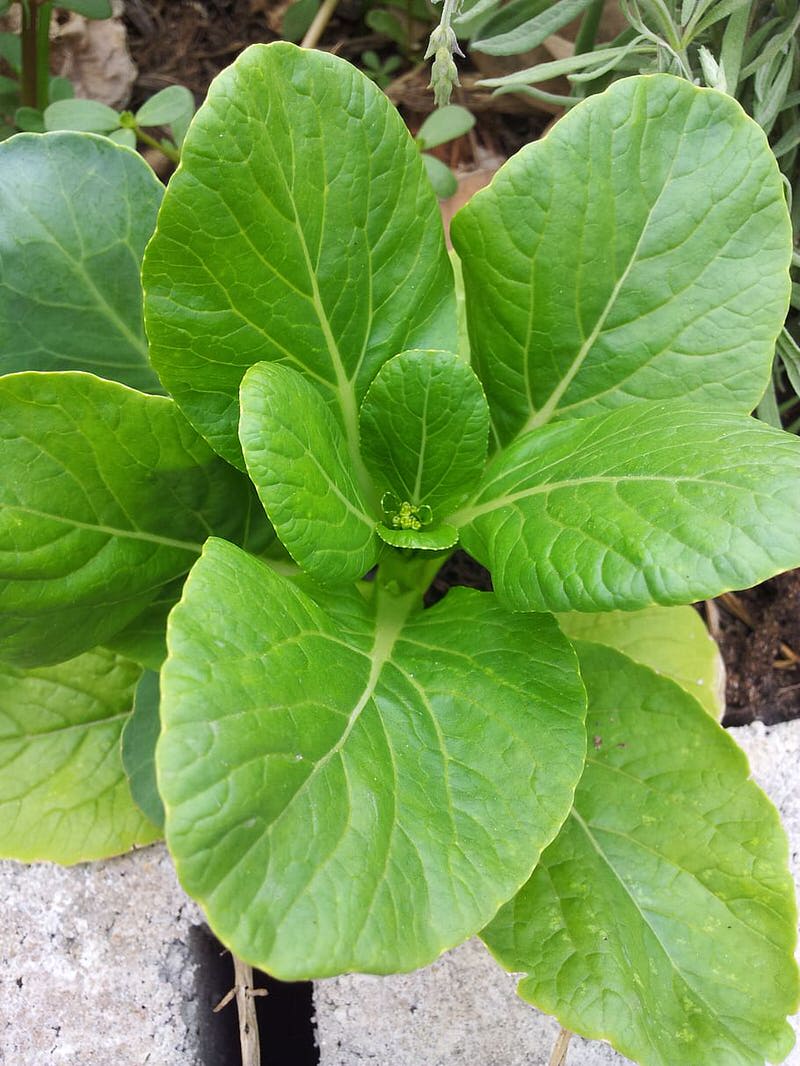 Mustard Greens