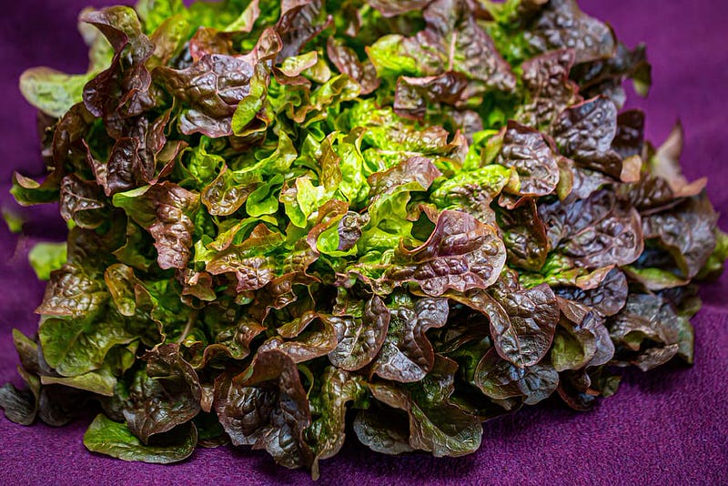 Oak Leaf Lettuce