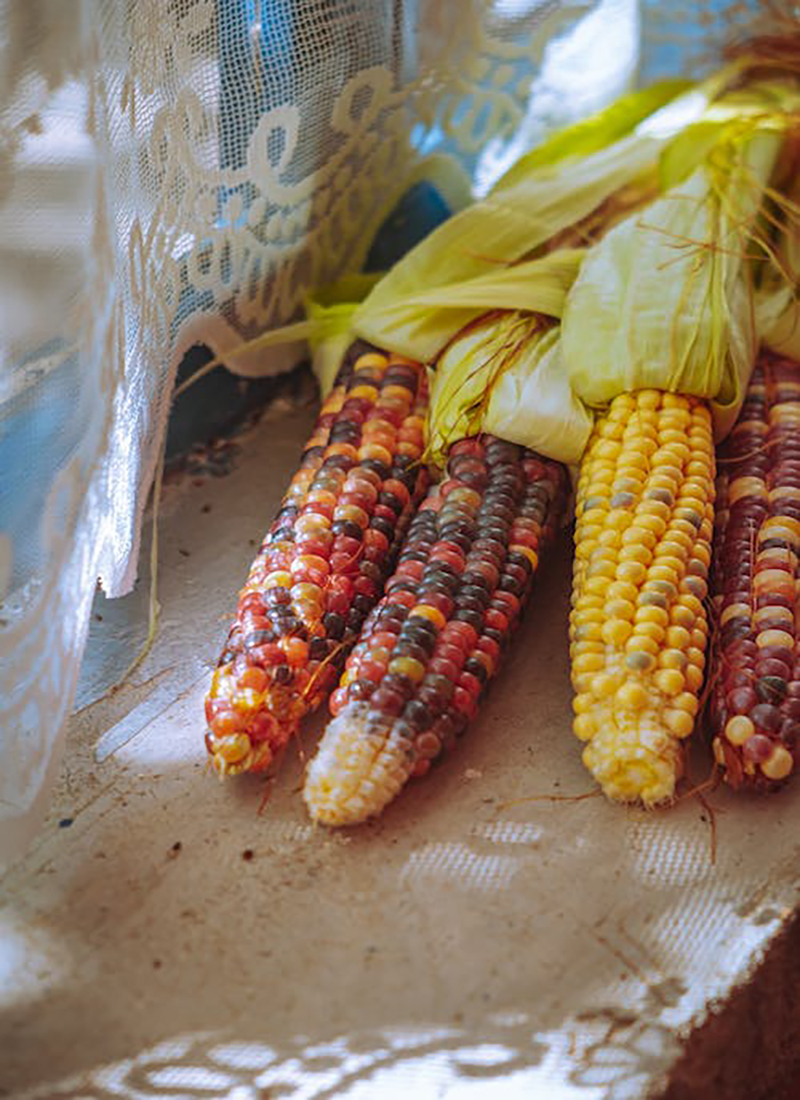 Painted Hill Corn