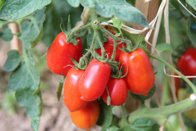 Roma Tomato