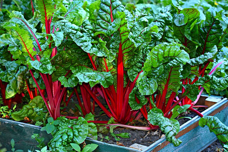 Swiss Chard