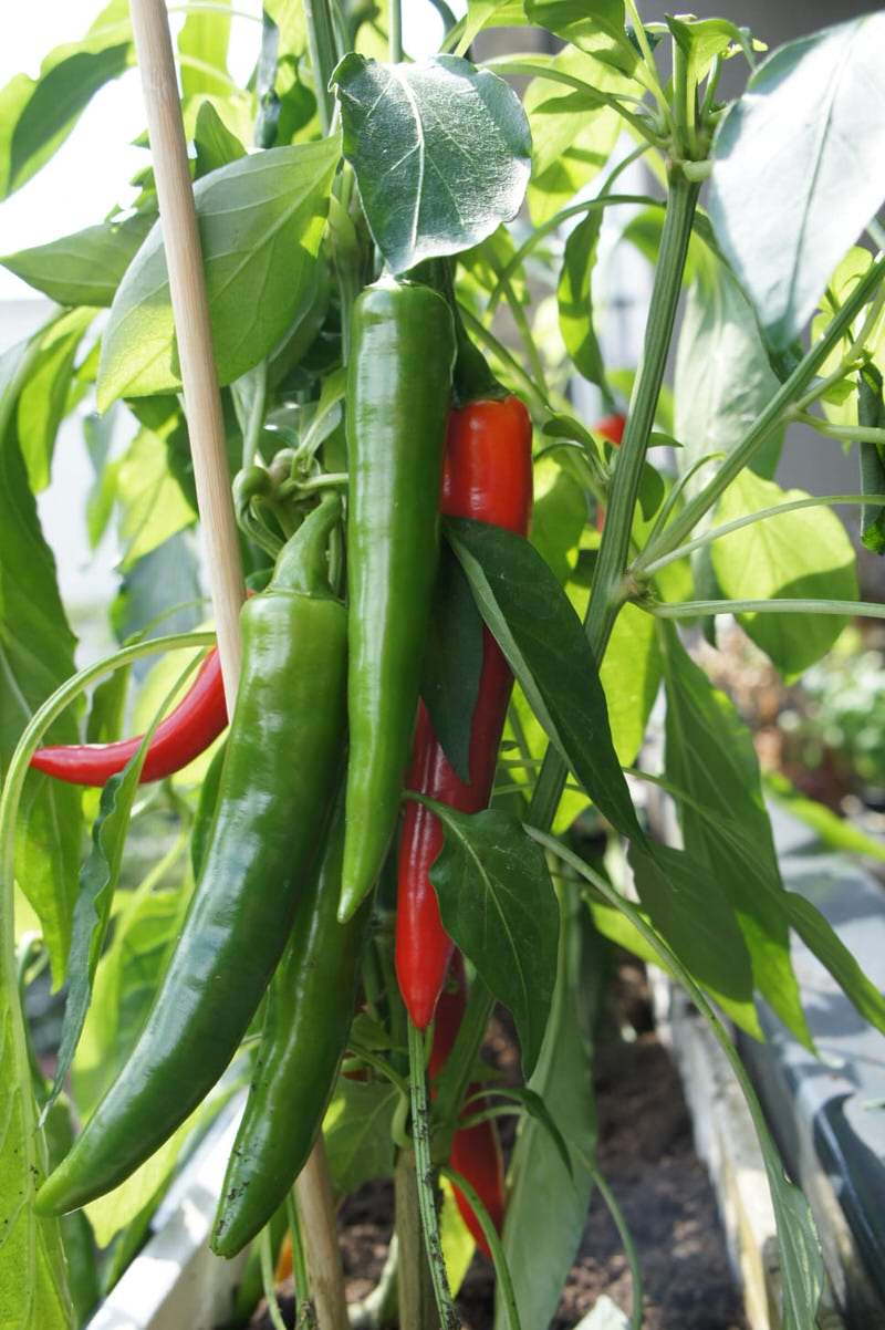 Chilli Pepper